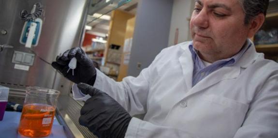 Американские биологи предложили лечить диабет с помощью трансплантации